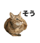 デブ猫、キジ柄のキキ（個別スタンプ：3）