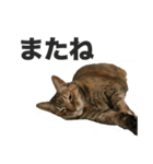 デブ猫、キジ柄のキキ（個別スタンプ：4）