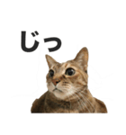 デブ猫、キジ柄のキキ（個別スタンプ：5）