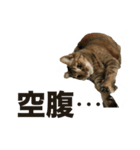 デブ猫、キジ柄のキキ（個別スタンプ：6）