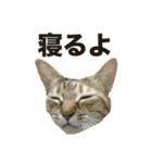 デブ猫、キジ柄のキキ（個別スタンプ：7）