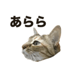 デブ猫、キジ柄のキキ（個別スタンプ：8）