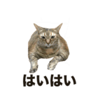 デブ猫、キジ柄のキキ（個別スタンプ：9）