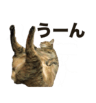 デブ猫、キジ柄のキキ（個別スタンプ：10）