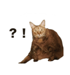 デブ猫、キジ柄のキキ（個別スタンプ：11）