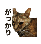 デブ猫、キジ柄のキキ（個別スタンプ：12）