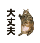 デブ猫、キジ柄のキキ（個別スタンプ：13）