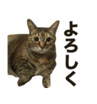 デブ猫、キジ柄のキキ（個別スタンプ：14）
