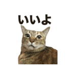 デブ猫、キジ柄のキキ（個別スタンプ：15）
