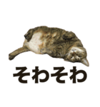 デブ猫、キジ柄のキキ（個別スタンプ：16）