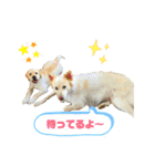 ロンとベリー   大集合（個別スタンプ：1）