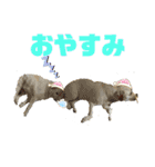 ロンとベリー   大集合（個別スタンプ：7）
