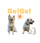 ロンとベリー   大集合（個別スタンプ：12）