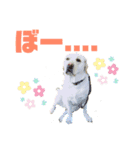 ロンとベリー   大集合（個別スタンプ：14）