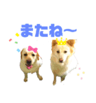 ロンとベリー   大集合（個別スタンプ：16）