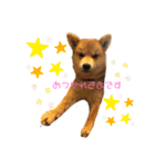 豆柴＊まるこ＊（個別スタンプ：1）