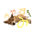 豆柴＊まるこ＊（個別スタンプ：2）
