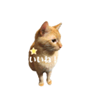 ◎家猫・ワラビとキナコの日常◎（個別スタンプ：1）