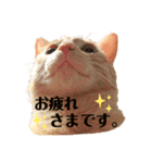◎家猫・ワラビとキナコの日常◎（個別スタンプ：5）