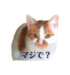 ◎家猫・ワラビとキナコの日常◎（個別スタンプ：6）