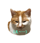 ◎家猫・ワラビとキナコの日常◎（個別スタンプ：7）
