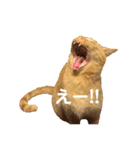 ◎家猫・ワラビとキナコの日常◎（個別スタンプ：8）