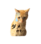◎家猫・ワラビとキナコの日常◎（個別スタンプ：9）