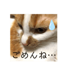 ◎家猫・ワラビとキナコの日常◎（個別スタンプ：11）