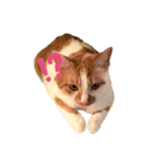 ◎家猫・ワラビとキナコの日常◎（個別スタンプ：12）
