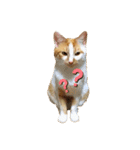 ◎家猫・ワラビとキナコの日常◎（個別スタンプ：13）
