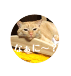 ◎家猫・ワラビとキナコの日常◎（個別スタンプ：14）