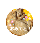 ◎家猫・ワラビとキナコの日常◎（個別スタンプ：15）