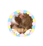 ◎家猫・ワラビとキナコの日常◎（個別スタンプ：16）