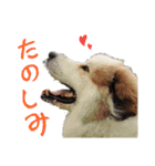 グレートピレニーズくるみさんと仲間たち（個別スタンプ：5）