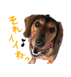 グレートピレニーズくるみさんと仲間たち（個別スタンプ：6）