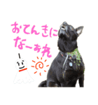 グレートピレニーズくるみさんと仲間たち（個別スタンプ：8）