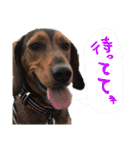 グレートピレニーズくるみさんと仲間たち（個別スタンプ：9）