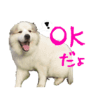 グレートピレニーズくるみさんと仲間たち（個別スタンプ：11）