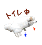 グレートピレニーズくるみさんと仲間たち（個別スタンプ：12）