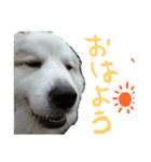 グレートピレニーズくるみさんと仲間たち（個別スタンプ：14）