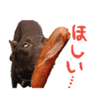 グレートピレニーズくるみさんと仲間たち（個別スタンプ：18）