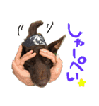グレートピレニーズくるみさんと仲間たち（個別スタンプ：19）