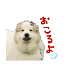 グレートピレニーズくるみさんと仲間たち（個別スタンプ：23）