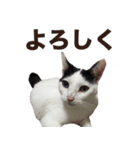 オッドアイ,白黒猫のチャミ（個別スタンプ：1）