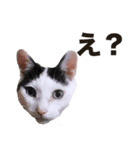 オッドアイ,白黒猫のチャミ（個別スタンプ：2）