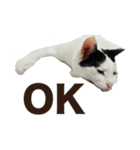 オッドアイ,白黒猫のチャミ（個別スタンプ：3）