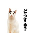 オッドアイ,白黒猫のチャミ（個別スタンプ：10）
