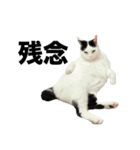 オッドアイ,白黒猫のチャミ（個別スタンプ：11）