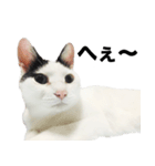オッドアイ,白黒猫のチャミ（個別スタンプ：13）