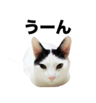 オッドアイ,白黒猫のチャミ（個別スタンプ：14）